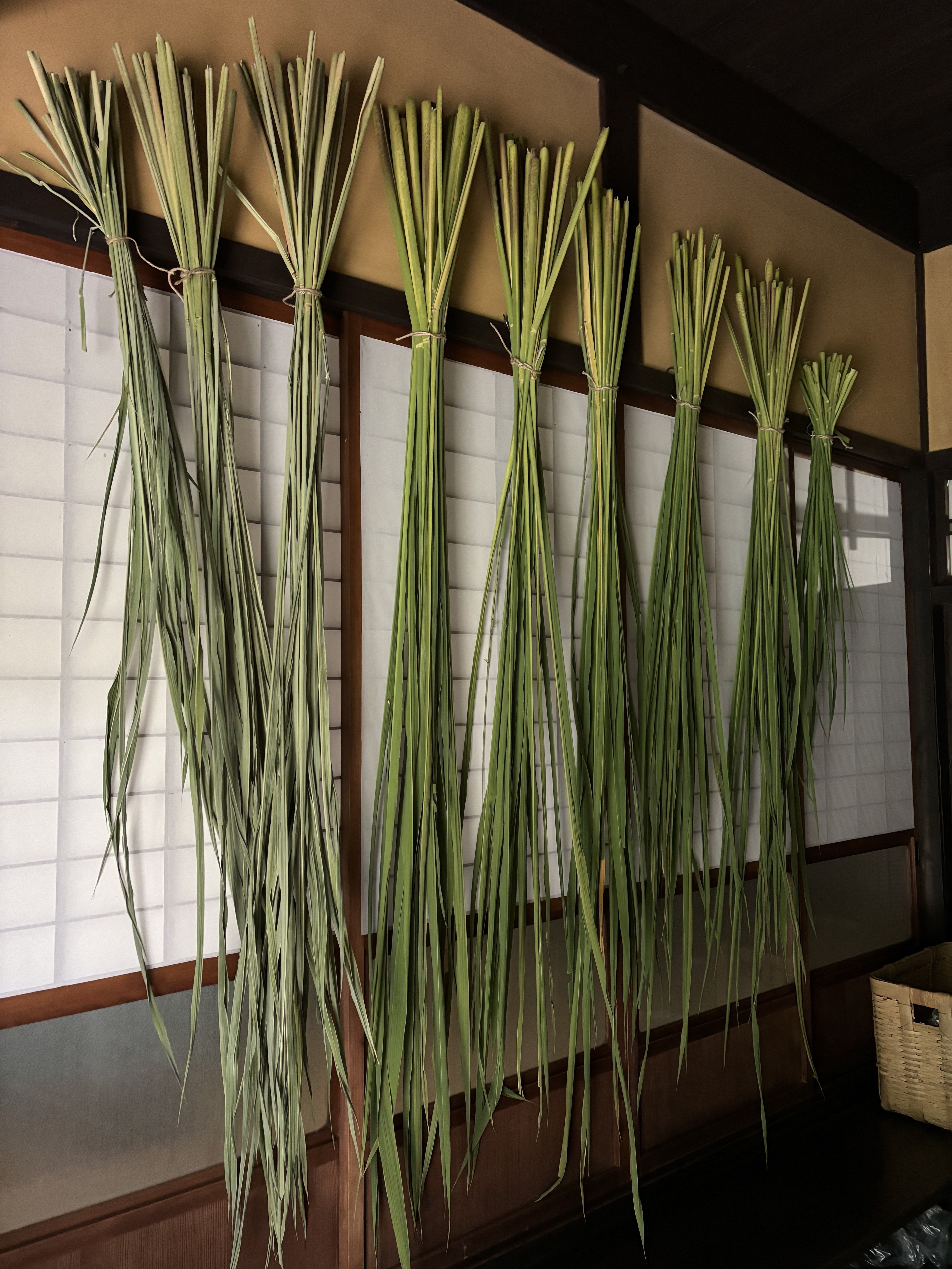 マコモ葉の乾燥 | にちにち
