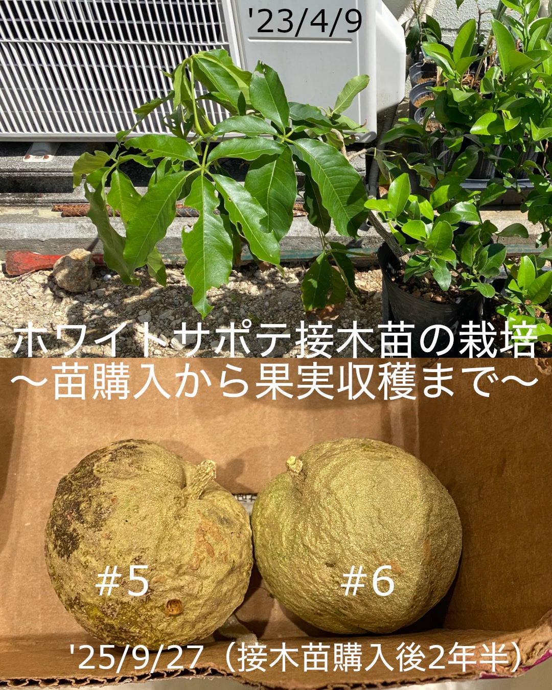 ホワイトサポテ接木苗の果実初収穫（モルツビーか？） | なおちゃんの