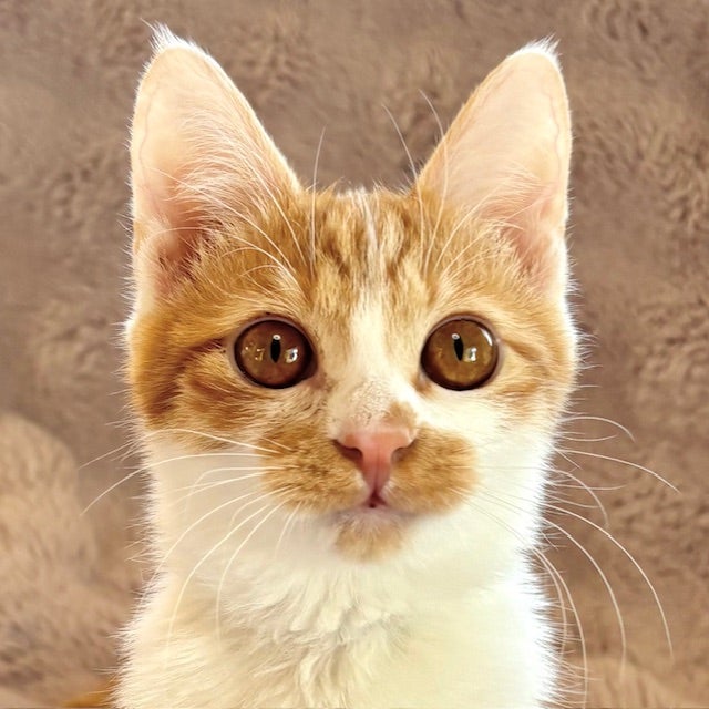 茶白猫 茶トラ 子猫 | しあわせにゃんこのブログ