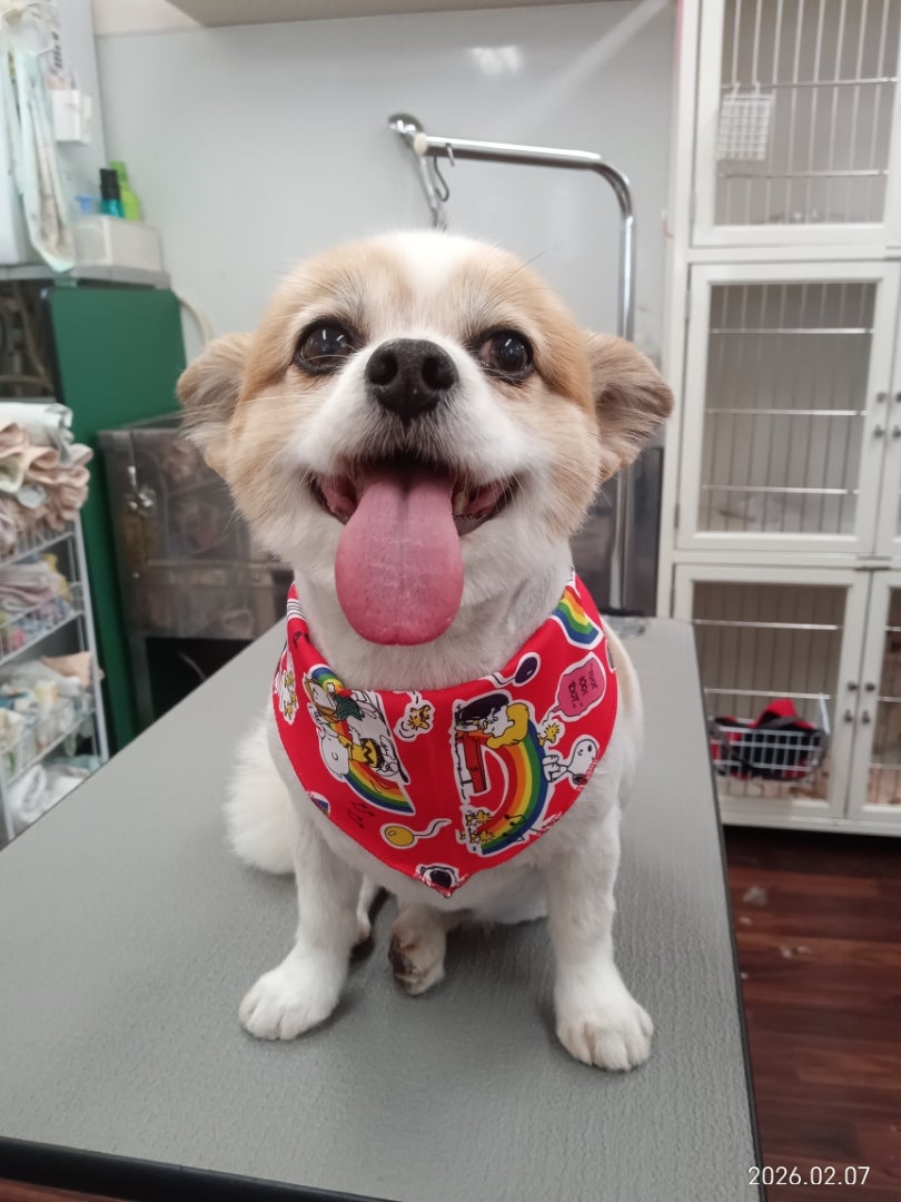 きなこちゃん | DogSalon JINのブログ
