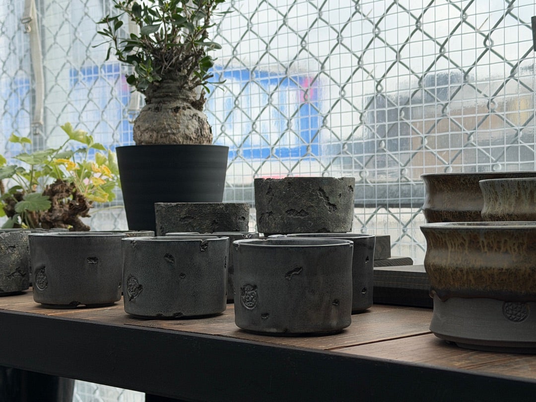 鶴仙園池袋店入荷情報‼️2026/2/22 | 鶴仙園 Official Blog