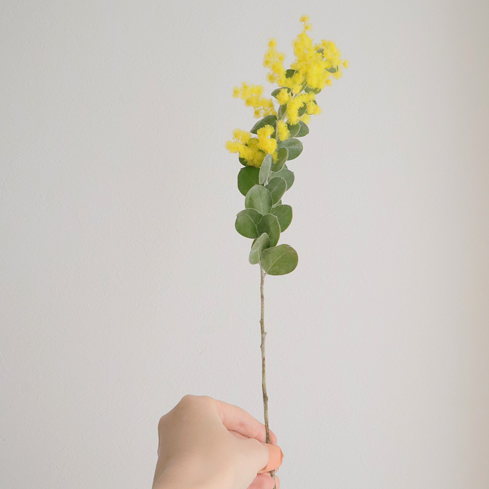 直前!】庄左衛門の真珠葉ミモザアカシア(50cm程度)【生花】 - 花材通販