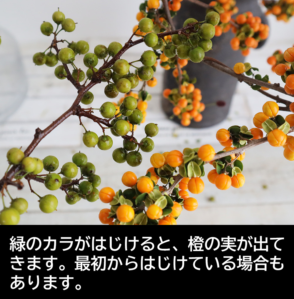 直前】【生花】ツルウメモドキ(60-70cm程度)※木金入荷少【早締切-74