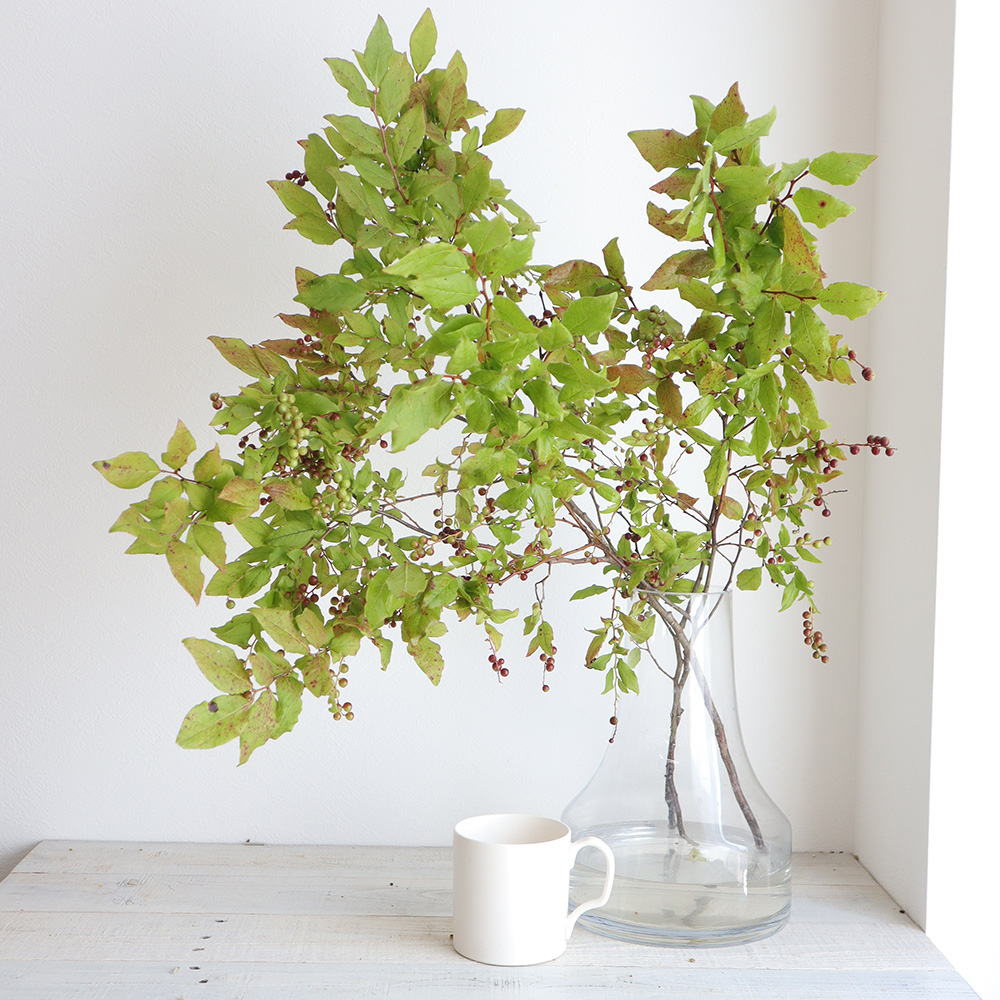 生花】夏ハゼ 70-80cm程度【OT】 - 花材通販はなどんやアソシエ