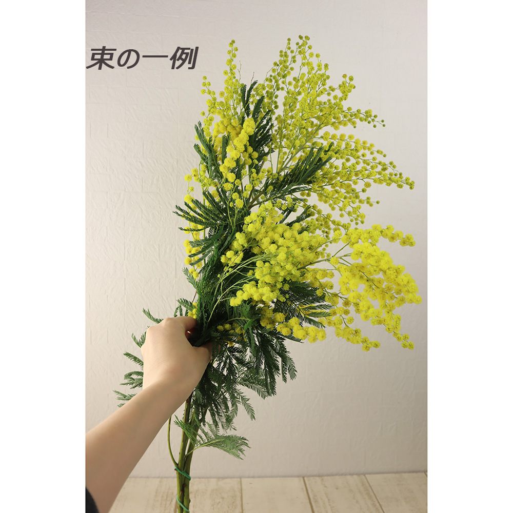 直前!】【生花】輸入ミモザアカシア ミランドール束(約2〜5本程度