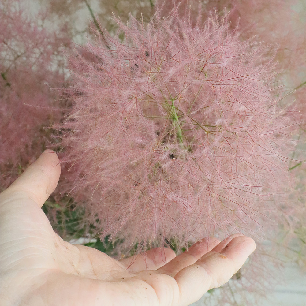 生花】スモークツリーファー2ピンク M60cm程度 星野さん【IT-29】 - 花