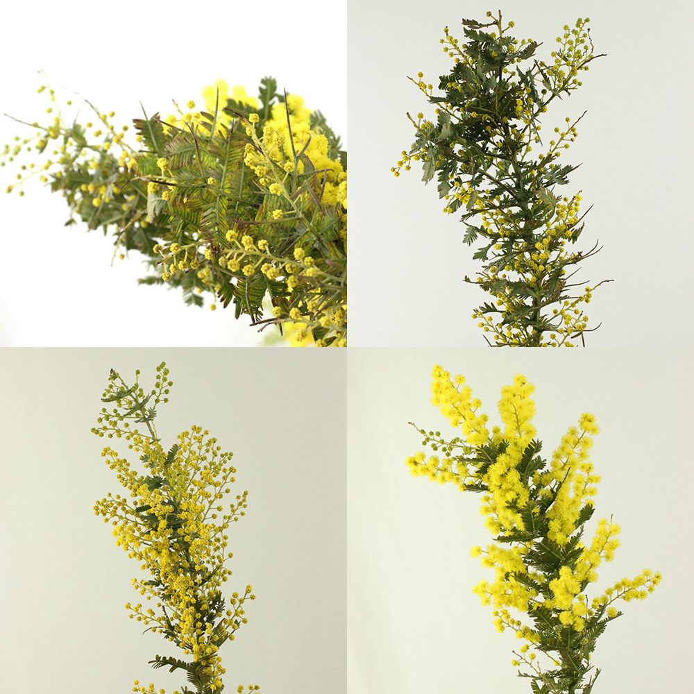直前】【生花】国産 銀葉ミモザアカシア(花)40cm程度 【OT】 - 花材