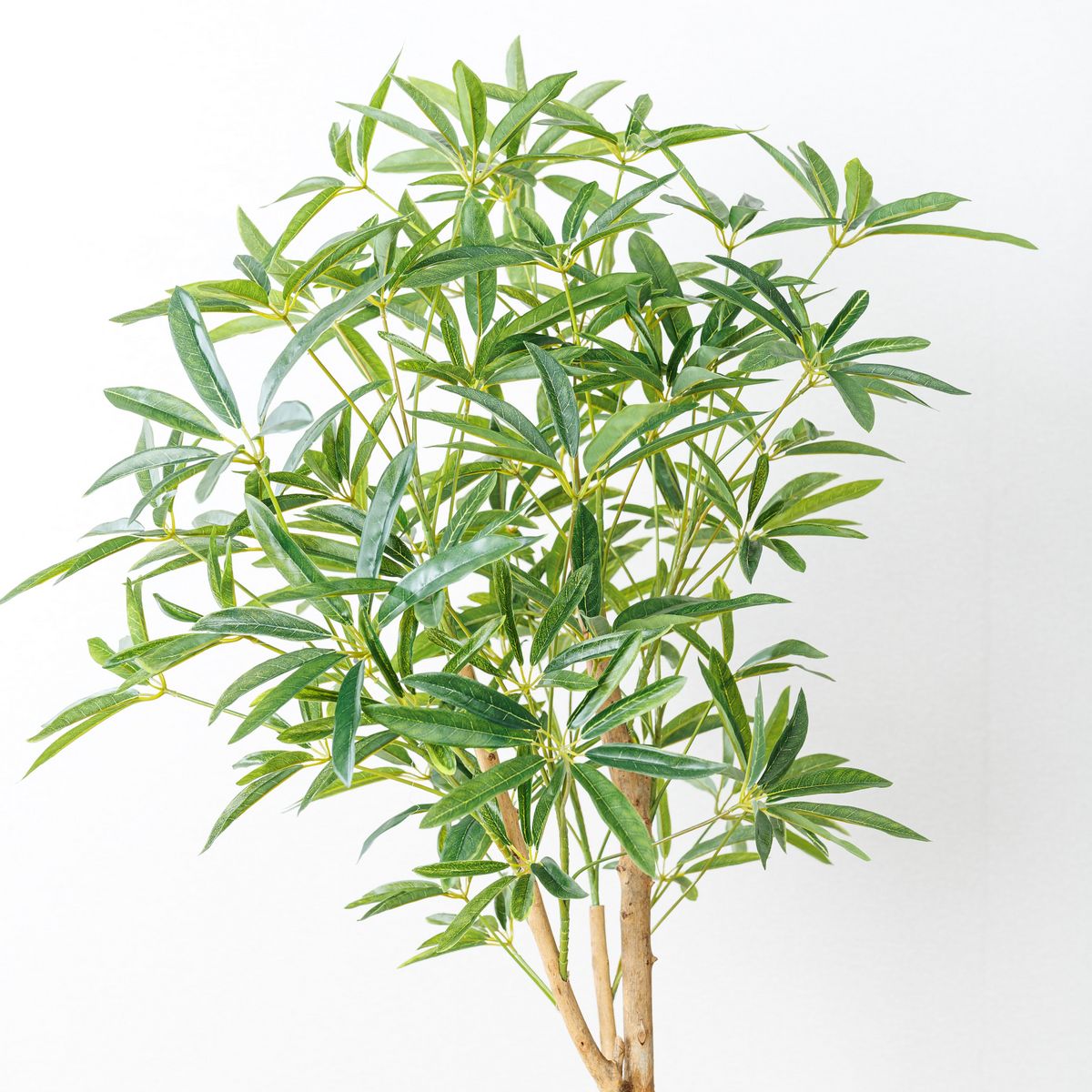 直送】【人工観葉植物】YDM/180cmシェフレラアンガスティフォリア