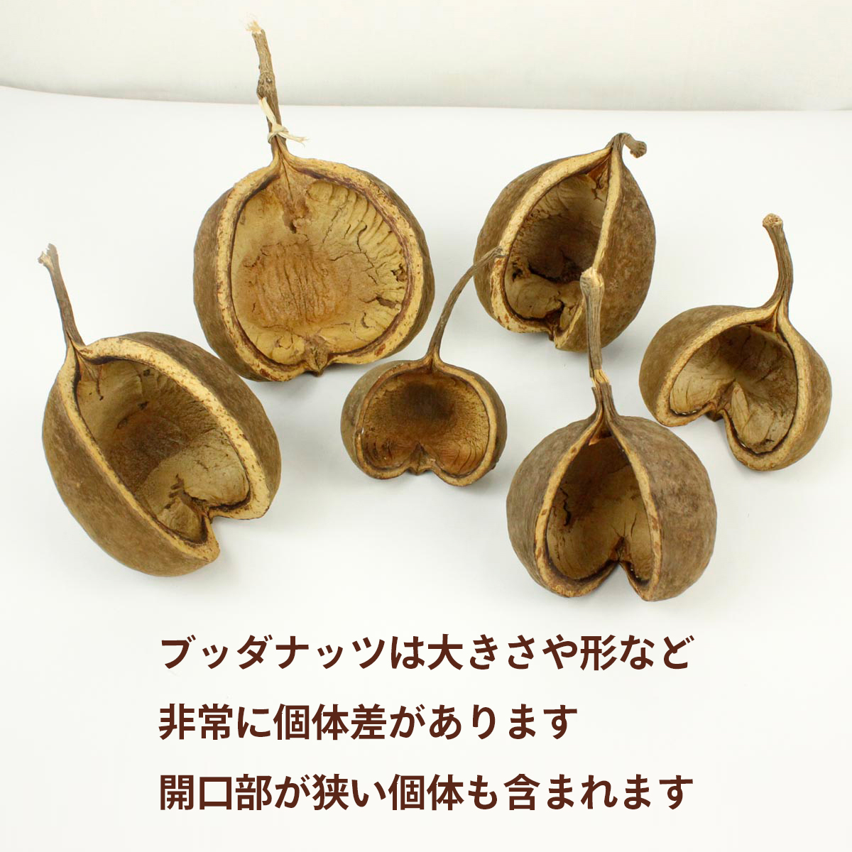 即日☆【ドライ】大地農園/ブッダナッツ アースデコ 4個 N/85700-000