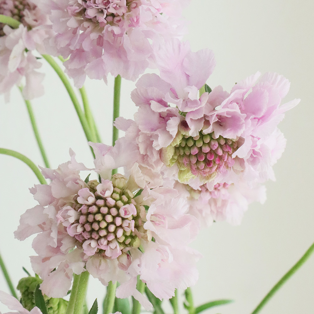 生花】NODAフラワーのスカビオサ:サクラ 淡いピンク(40cm程度)【早締切