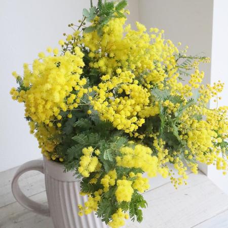 直前】長作園の銀葉ミモザアカシア(40cm)【生花】 - 花材通販はなどん