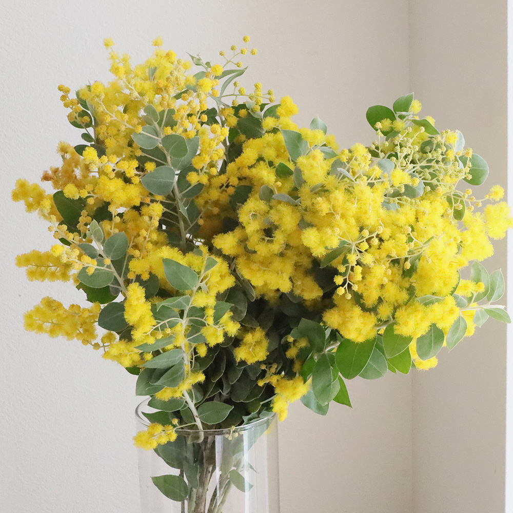 直前!】庄左衛門の真珠葉ミモザアカシア(50cm程度)【生花】 - 花材通販