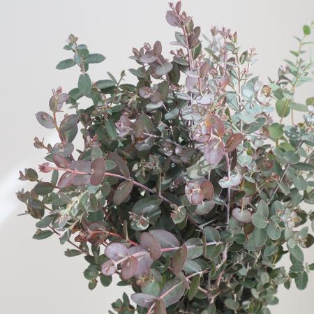 ユーカリ類|生花 枝物 通販 - はなどんやアソシエ
