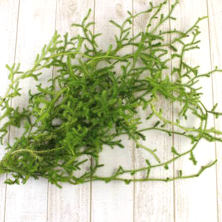 生花】ヒカゲカズラ ロング(80cm～)静岡、和歌山など ※木金届け少 【早