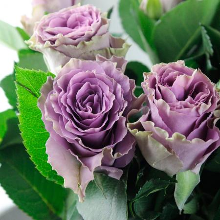 生花】ケニアローズ クラシカルパープル(ライラック) 50cm 【早締切-82