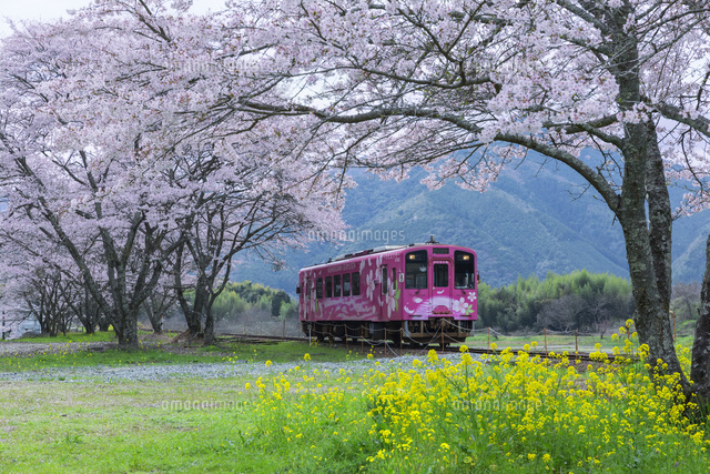 桜と電車[01801015846]の写真・イラスト素材｜アマナイメージズ