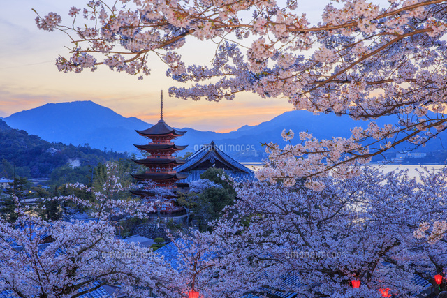 桜咲く宮島 五重塔と千畳閣夕景[25516056498]の写真・イラスト素材