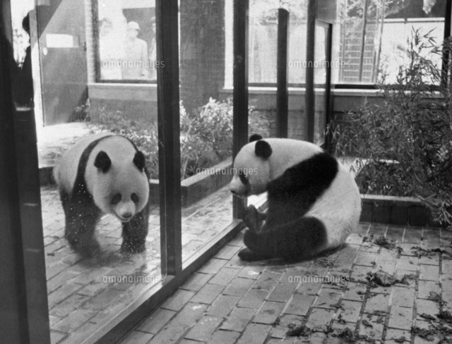 パンダ舎が完成、カンカン（右）とランラン＝上野動物園[23023004620