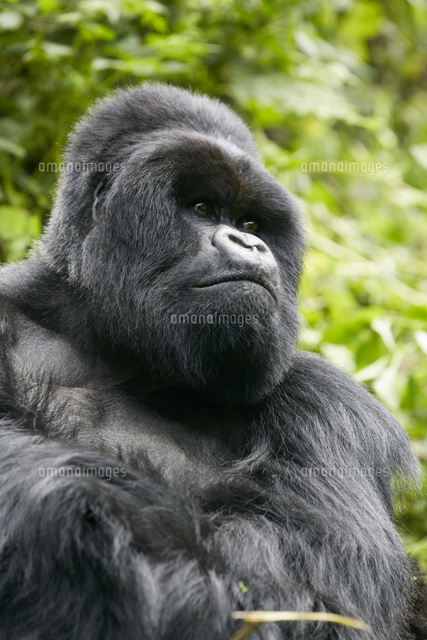 マウンテンゴリラ シルバーバック[32046001966]の写真・イラスト素材