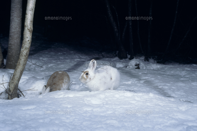 ノウサギ 冬毛から夏毛へ[32119000219]の写真・イラスト素材｜アマナ