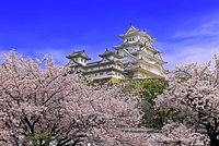 姫路城 桜[22456001577]の写真・イラスト素材｜アマナイメージズ