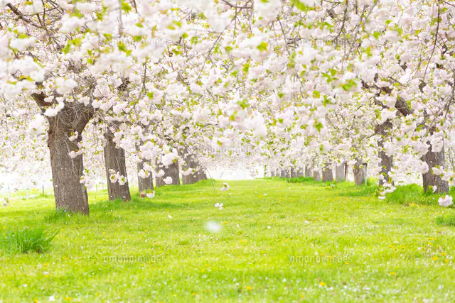 桜の花びら舞い散る八重桜並木[81095000681]の写真・イラスト素材