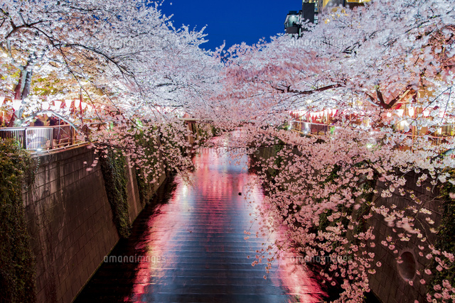 目黒川の桜並木の夜景[11019040541]の写真・イラスト素材｜アマナ
