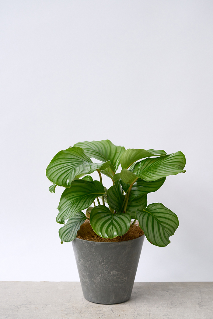 観葉植物 カラテア オルビフォリア（6号鉢）｜HanaPrime（ハナプライム）