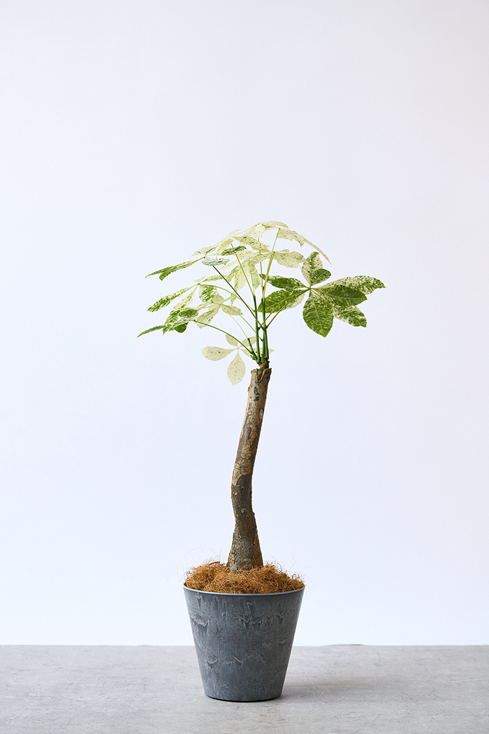 観葉植物 パキラ ミルキーウェイ（6号鉢）｜HanaPrime（ハナプライム）