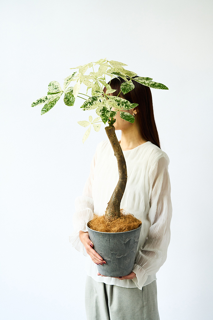 観葉植物 パキラ ミルキーウェイ（6号鉢）｜HanaPrime（ハナプライム）