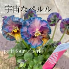 わ*び様 プティフール ビオラ 宇宙なペルル 花苗 希少 - メルカリ