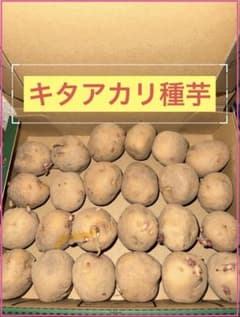 北海道産 じゃがいも 種芋 キタアカリ サイズS〜SS 1.2kg前後 24玉位