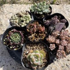 多肉植物 エケベリア セダム 抜き苗 セット - メルカリ