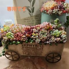 多肉植物寄せ植え そのまま飾れる 2つセット♡ - メルカリ