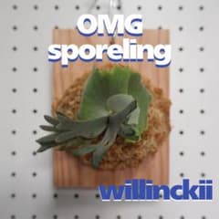 ビカクシダ OMG ウィリンキードワーフ 板付 O-5 - メルカリ