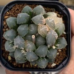 多肉植物 ハオルチア オブツーサ錦 赤い鳥 - メルカリ