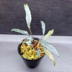 ホマロメナ sp mamasa rednarrow Sulawesi カミハタ便 - メルカリ