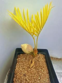 B261黄色の羽状葉の観葉植物、ソテツ錦、稀有株 - メルカリ