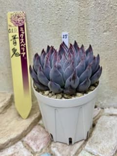 多肉植物 ミックスベリア 15 青鬼 おらいさん苗 札なし 抜き苗 葉挿し