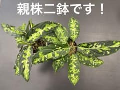 アグラオネマピクタムトリカラー 白黒親株二鉢！ 超お買い得！鉢毎発送