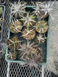 MRB ディッキア Dyckia まとめ売り MRB棚4番 10株 - メルカリ