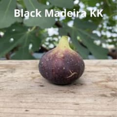 m57025412516_1.jpg?1732085963