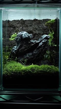 完成品】ADA苔テラリウム/イモリウムカエル苔アートパルダリウム/No
