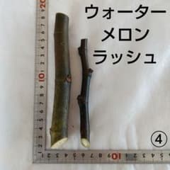 ④◇イチジク穂木2本◇ウォーターメロンラッシュ④【親木の写真あり