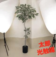 光触媒 人工観葉植物 ウォールグリーン フェイクグリーン アルテシマ