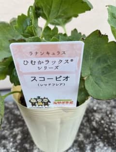 希少 ラナンキュラスラックス「ひむかシリーズ 新品種 スコーピア