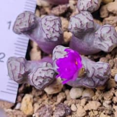 コノフィツム ツリゲルム turrigerum EVJ.S.N 特選 株分け - メルカリ