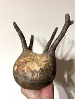 グラキリス現地球 発根管理 ズングリ丸 水耕管理中 - メルカリ