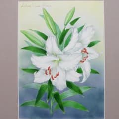 絵画】ボタニカルアート 「カサブランカ 純白の貴婦人」原画 - メルカリ