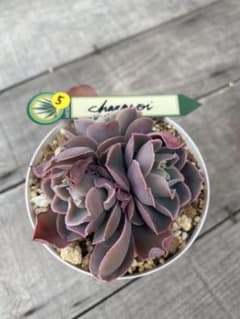 5 三頭 原種 チャザロイ Chazaroi エケベリア 紫色 - メルカリ
